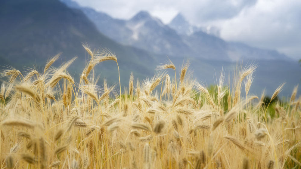 玉水映東巴 美魯杯里攝匠心